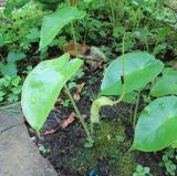 Pinellia peltata