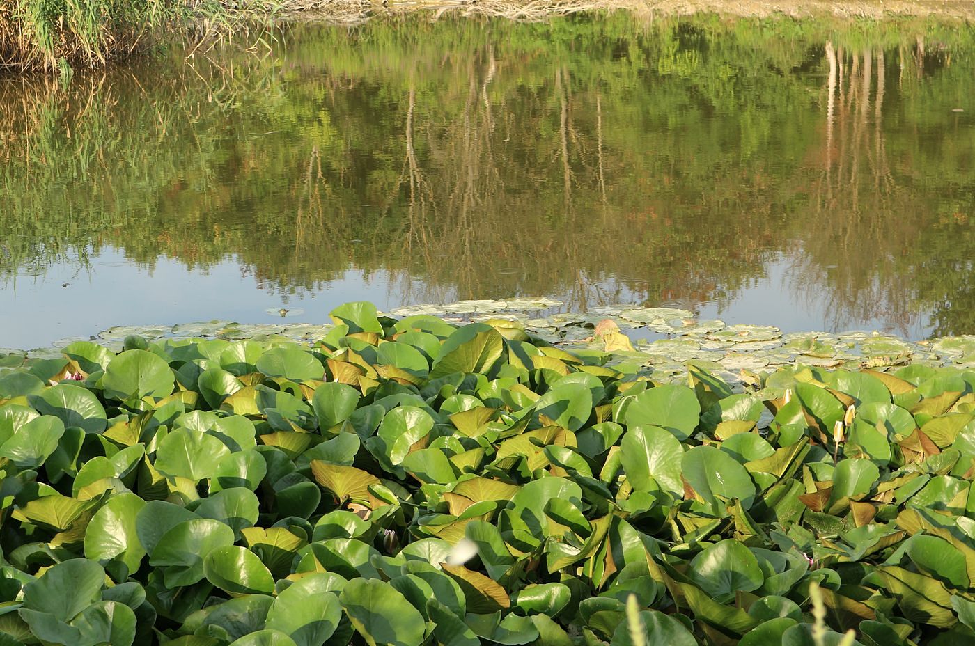 Image of Nymphaea &times; marliacea specimen.