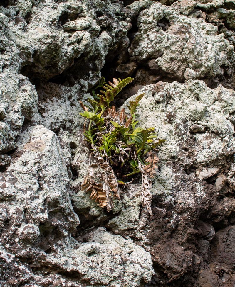 Image of Asplenium decurrens specimen.