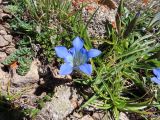 Gentiana kaufmanniana