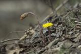 Tussilago farfara