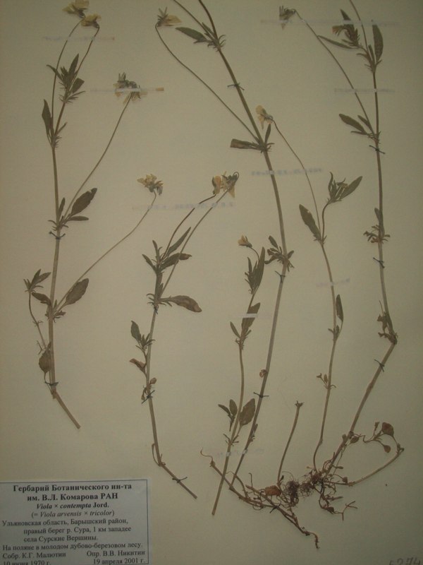 Image of Viola &times; contempta specimen.