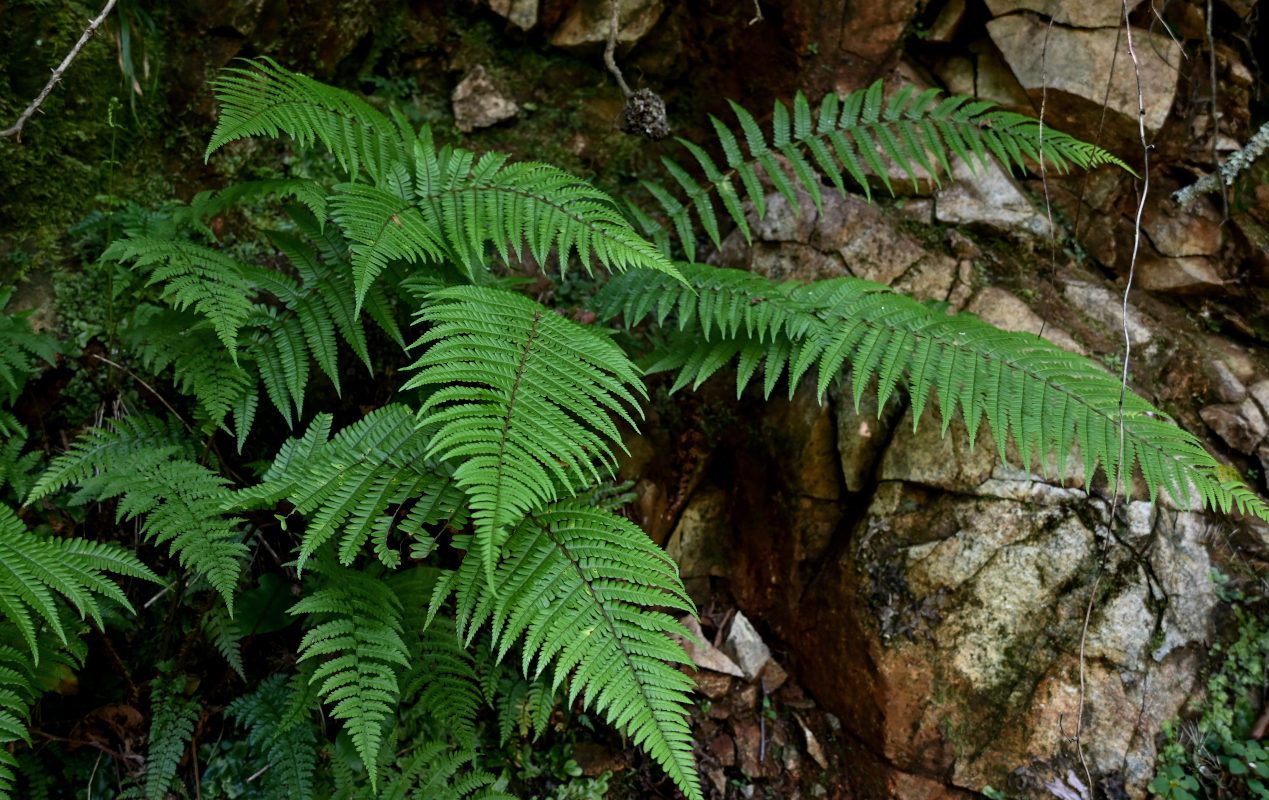 Image of Dryopteris filix-mas specimen.