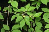 Euonymus sacrosanctus