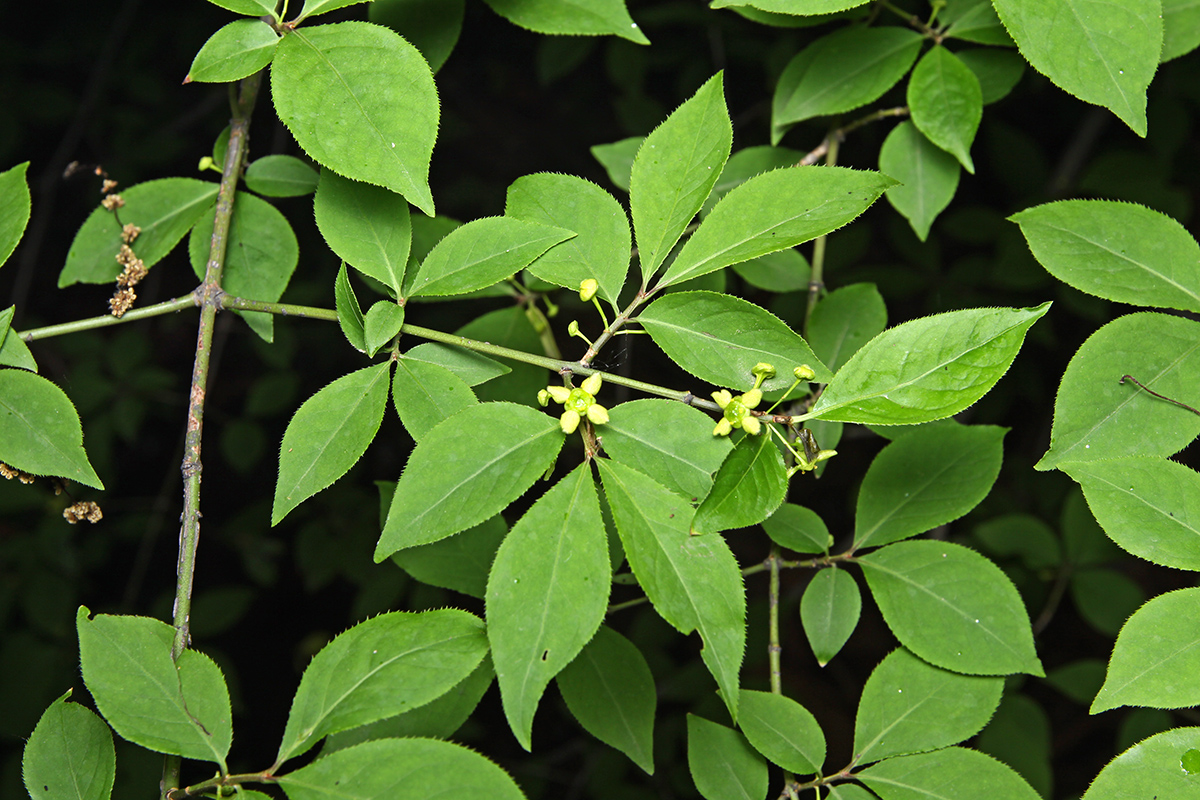 Изображение особи Euonymus sacrosanctus.