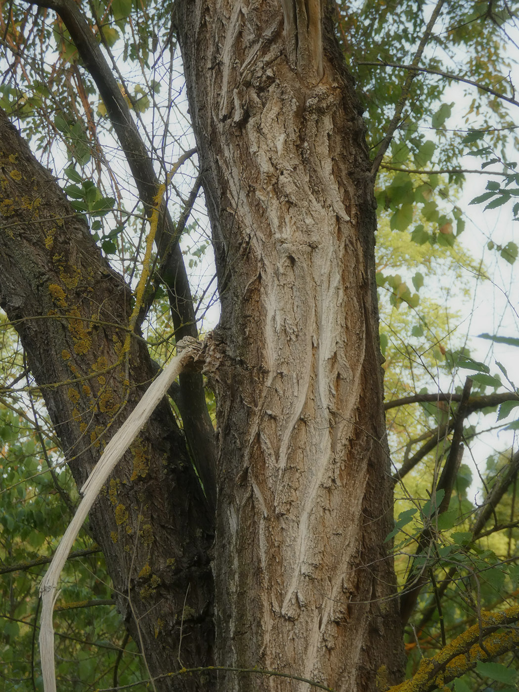 Image of Ulmus pumila specimen.