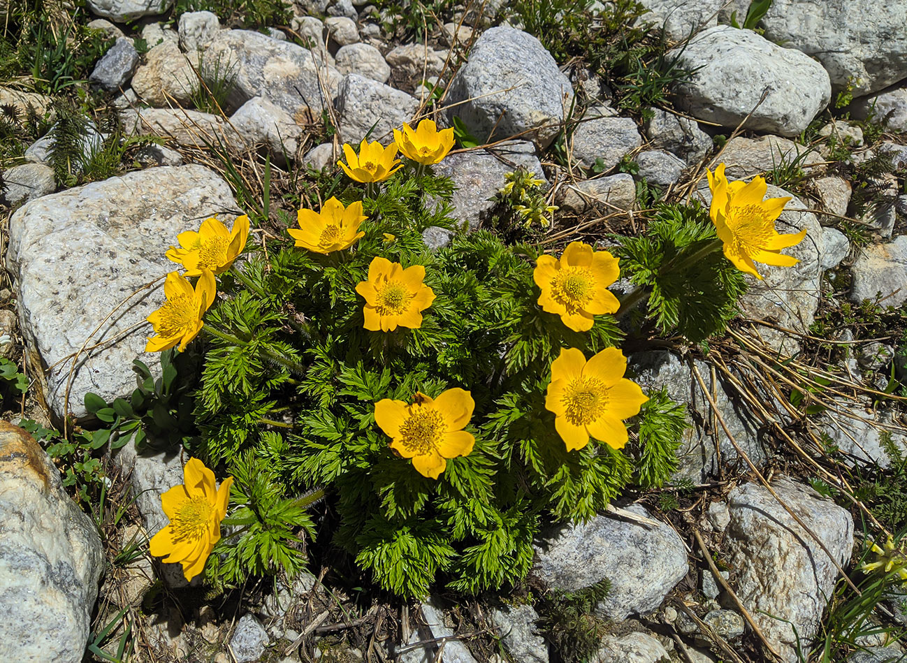Image of Pulsatilla aurea specimen.