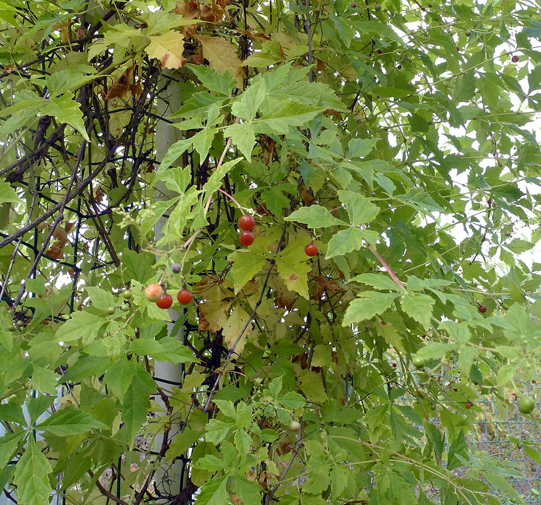 Image of Ampelopsis aconitifolia specimen.