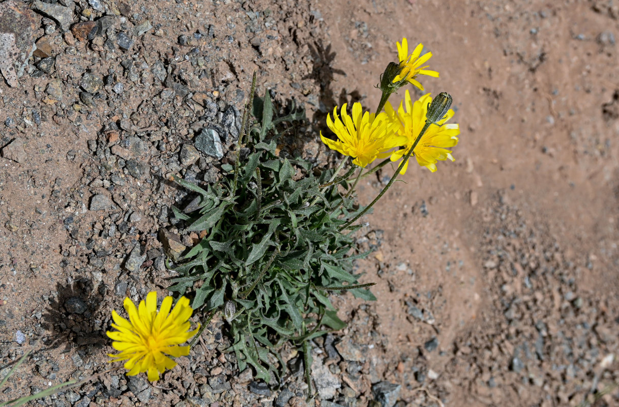 Изображение особи Crepis oreades.