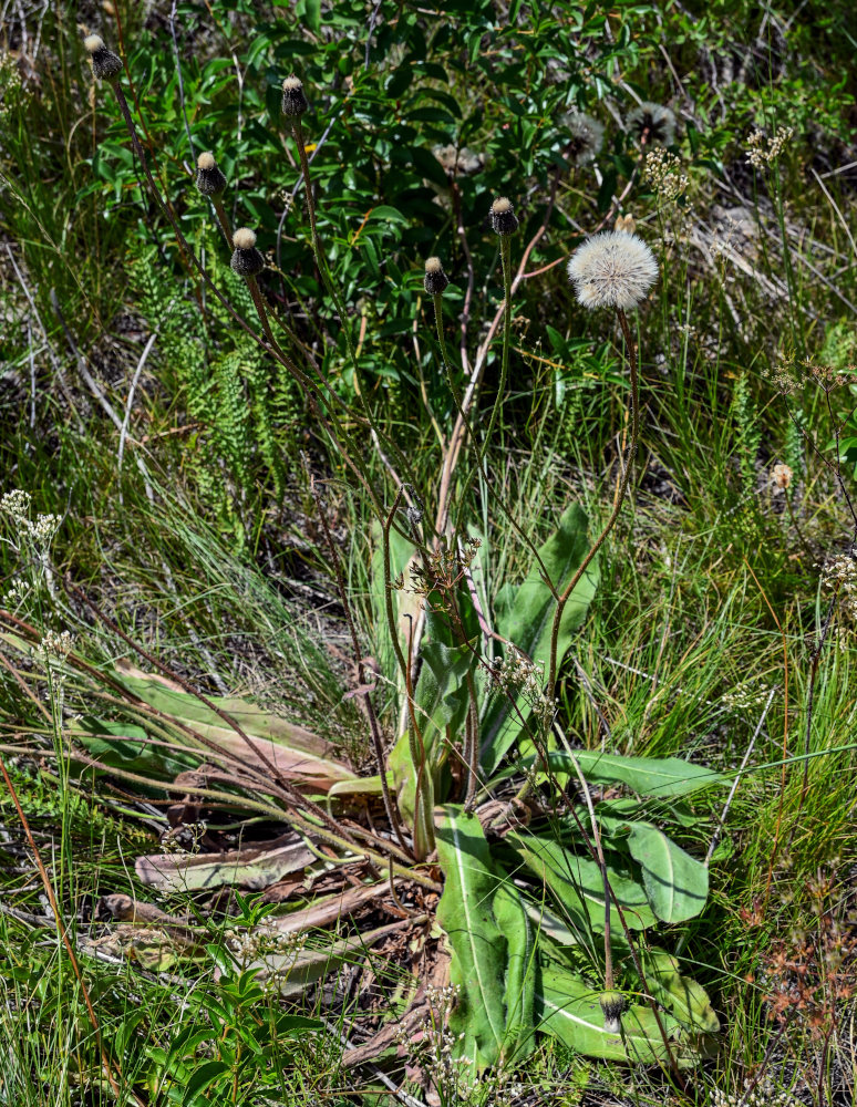 Изображение особи Trommsdorffia maculata.