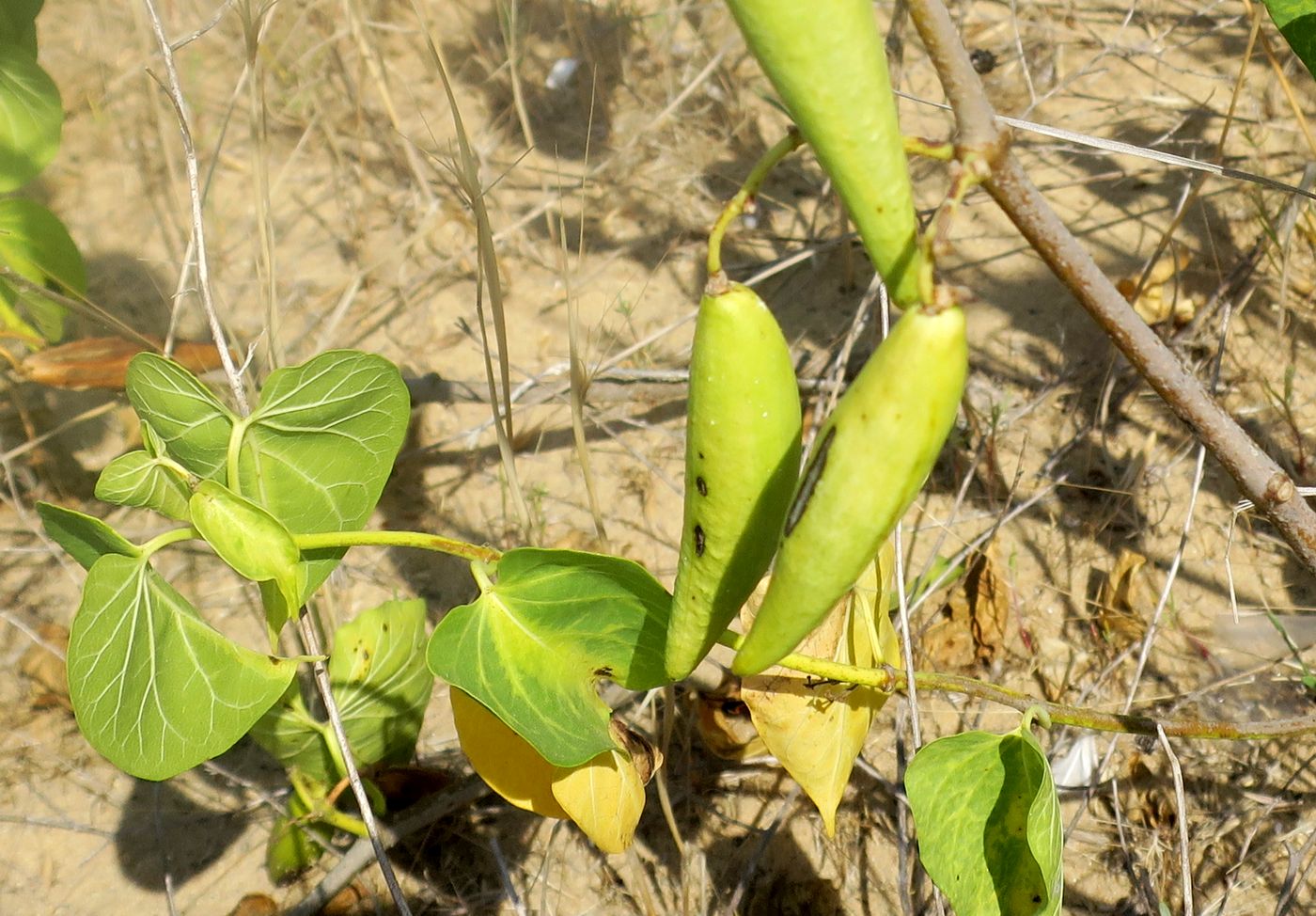 Image of Cionura erecta specimen.