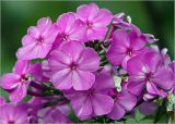 Phlox paniculata. Соцветие. Московская обл., Раменский р-н, окр. дер. Хрипань, садовый участок. 22.08.2023.