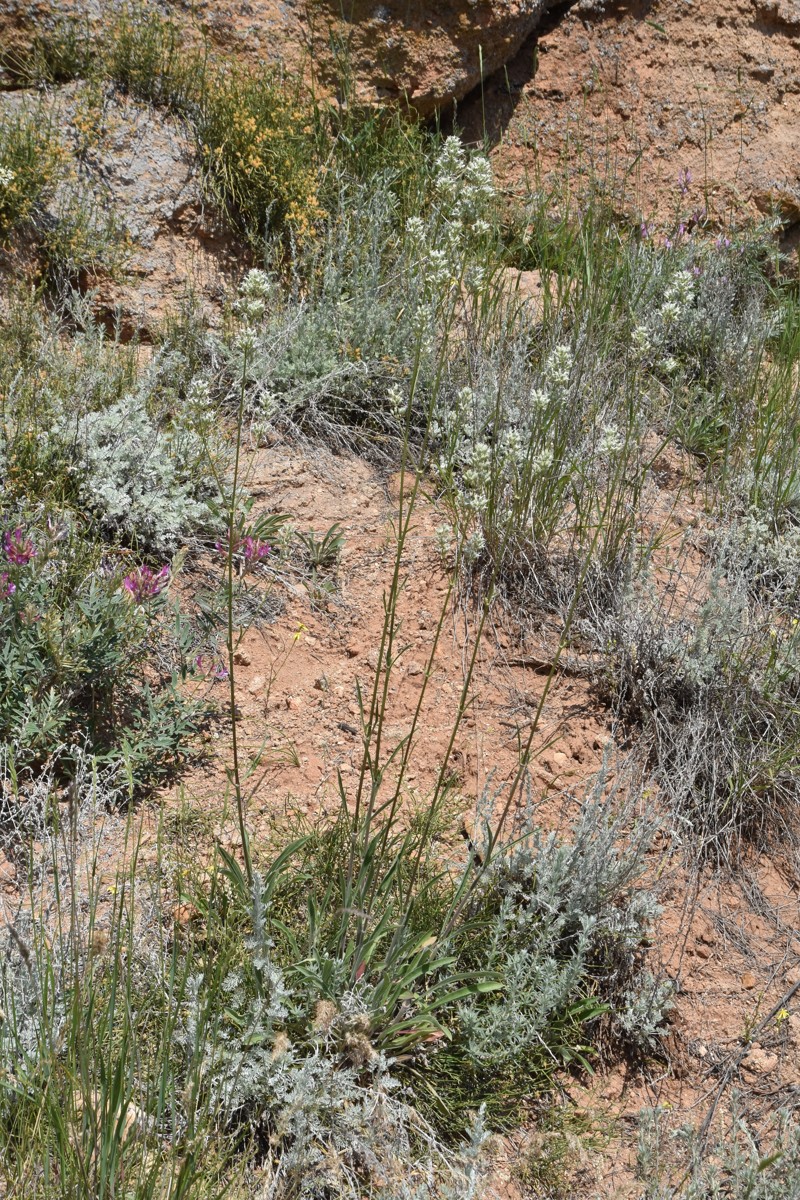 Image of Silene wolgensis specimen.