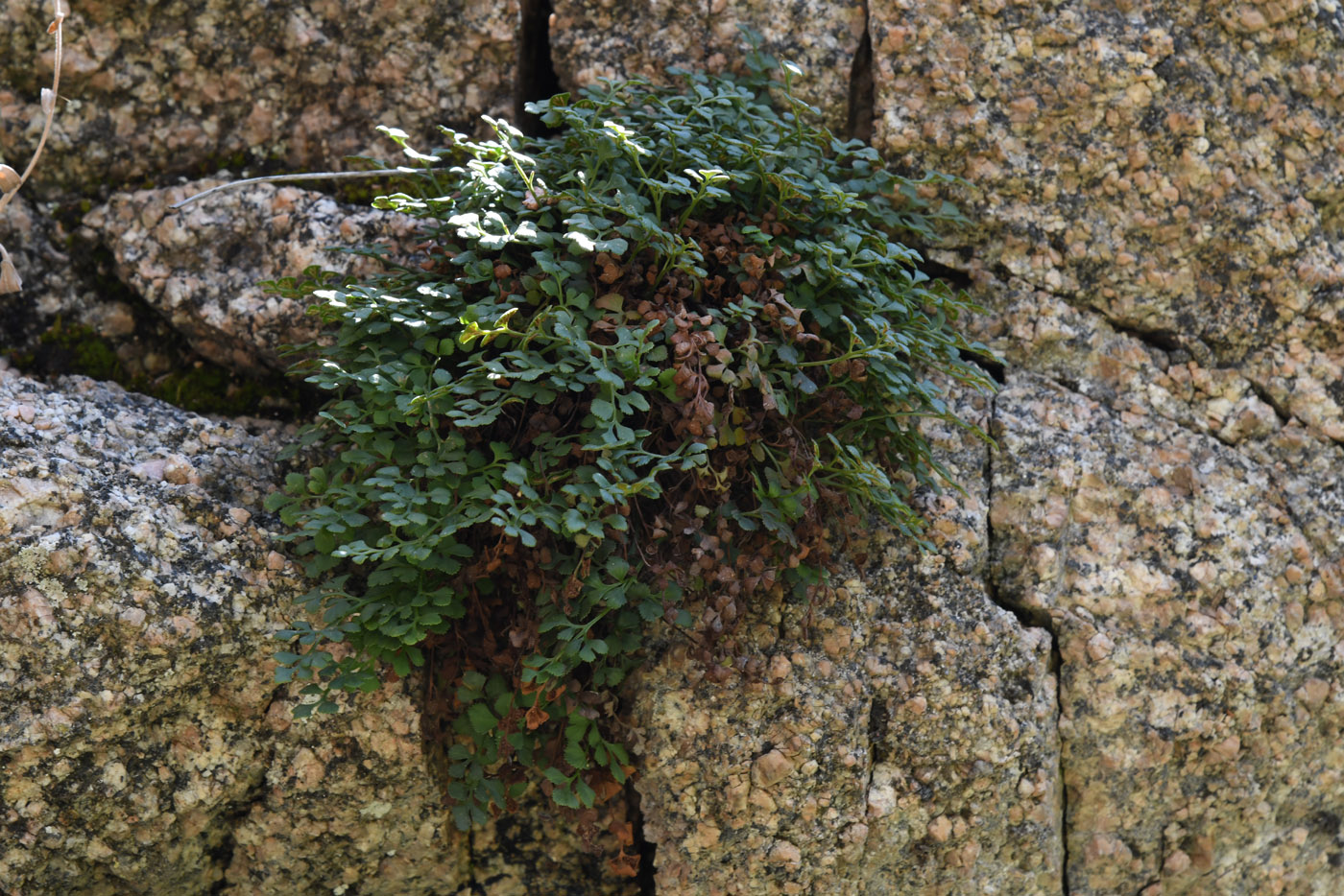 Изображение особи Asplenium ruta-muraria.