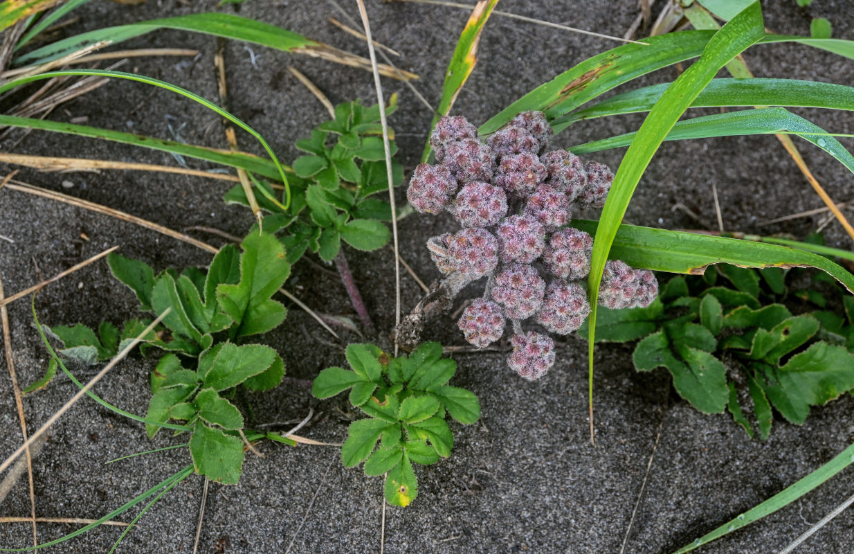 Изображение особи Glehnia litoralis.