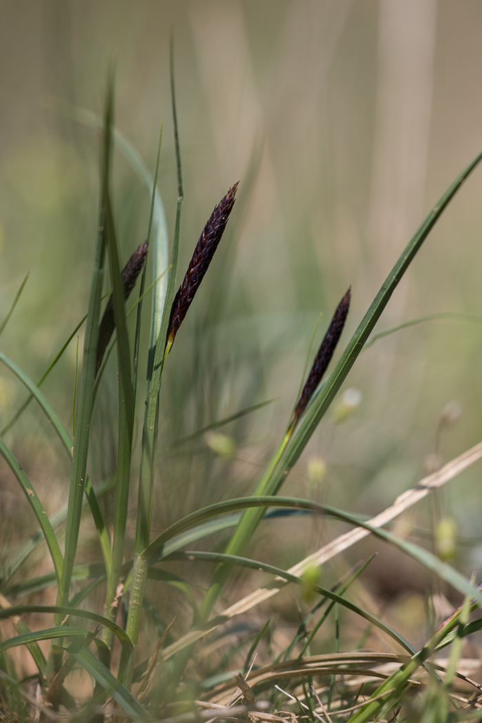 Image of Carex melanostachya specimen.