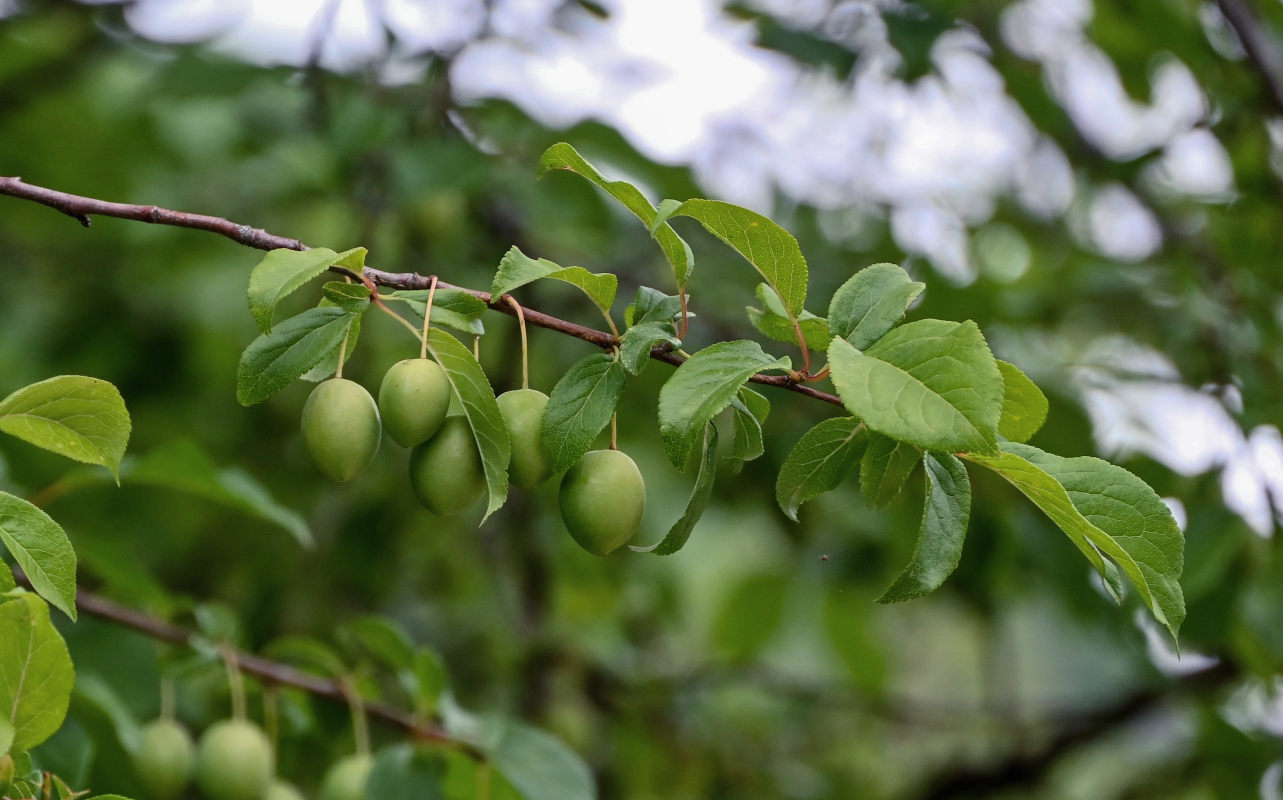 Изображение особи род Prunus.