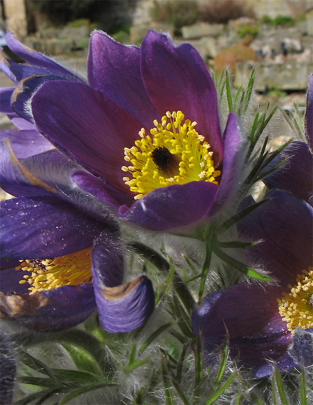 Image of Pulsatilla turczaninovii specimen.