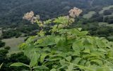 Aralia cordata