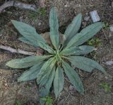 Cynoglossum creticum. Вегетирующее растение с повреждёнными листьями. Абхазия, Гудаутский р-н, окр. с. Лдза, побережье. 15.04.2024.