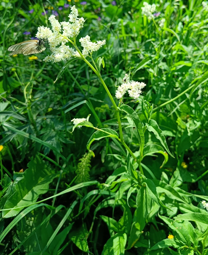 Изображение особи Aconogonon alpinum.