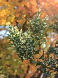 Colletia paradoxa