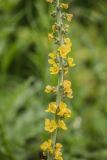 genus Verbascum. Часть соцветия. Карачаево-Черкесия, Карачаевский р-н, окр. пос. Домбай, дол. р. Алибек, субальпийский луг. 21.06.2024.