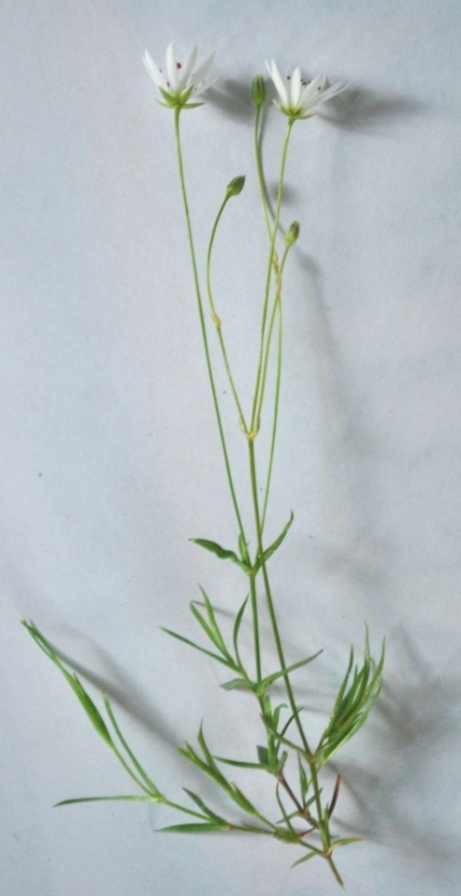 Image of Stellaria peduncularis specimen.