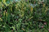 Lycopodium clavatum. Спороносящие растения. Тверская обл., Конаковский р-н, долина р. Сестра, смешанный лес. 07.09.2024.