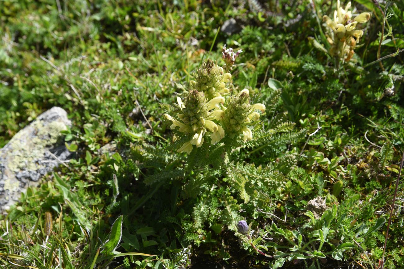 Image of Pedicularis condensata specimen.