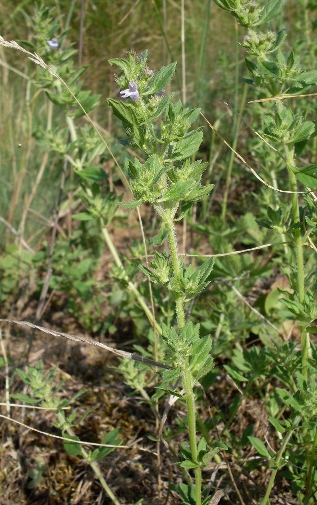 Image of Ziziphora acinos specimen.