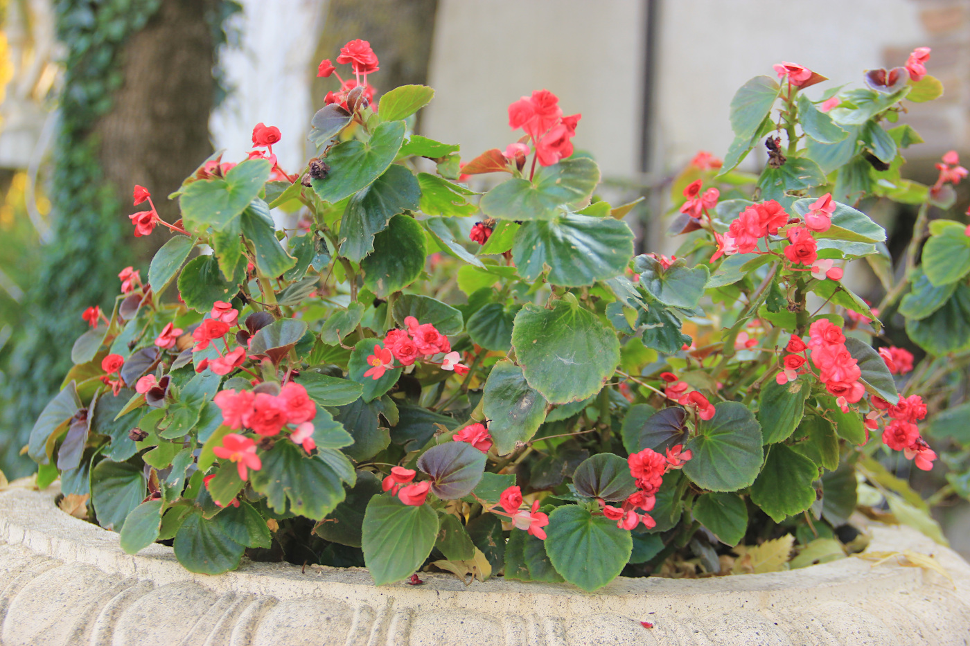 Image of Begonia &times; hortensis specimen.