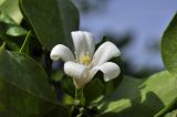 Murraya paniculata