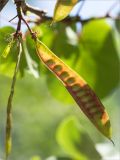 Cercis siliquastrum