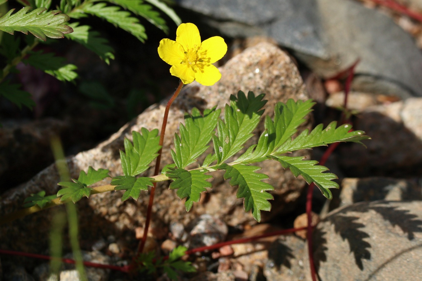 Image of Potentilla anserina specimen.