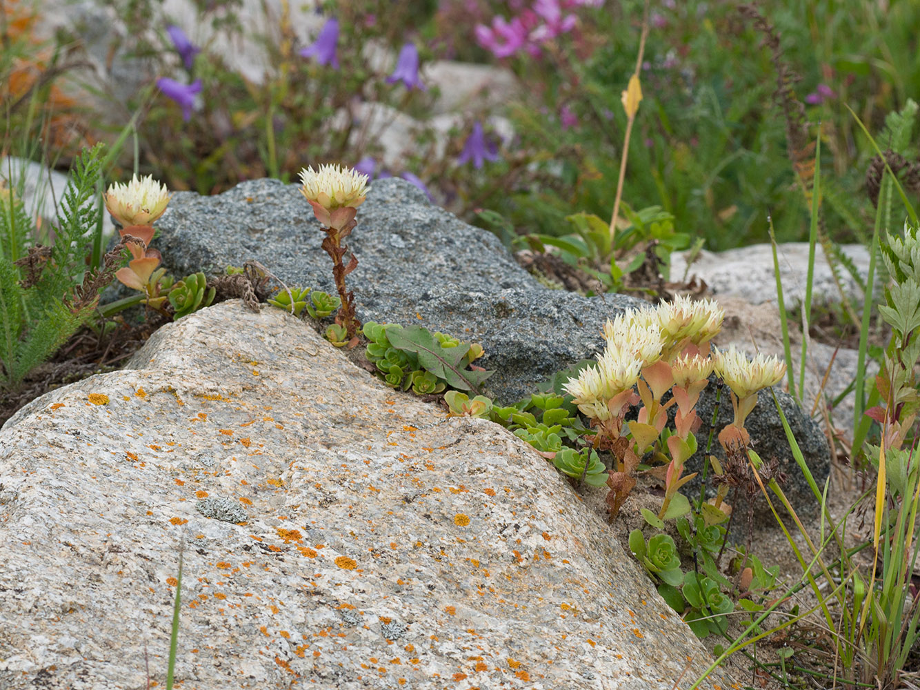 Изображение особи Sedum oppositifolium.