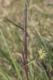 Carex cuspidata