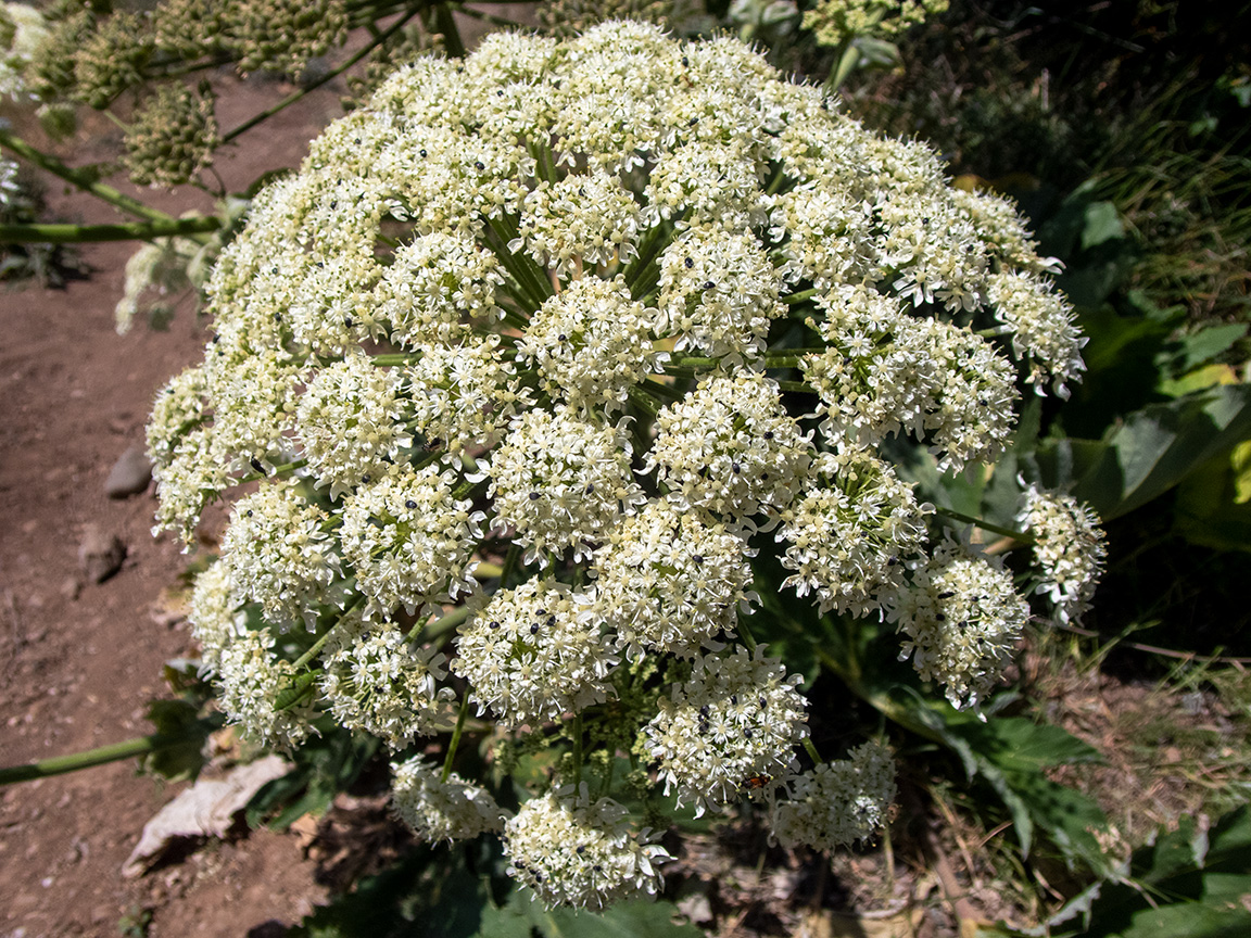 Изображение особи Heracleum stevenii.