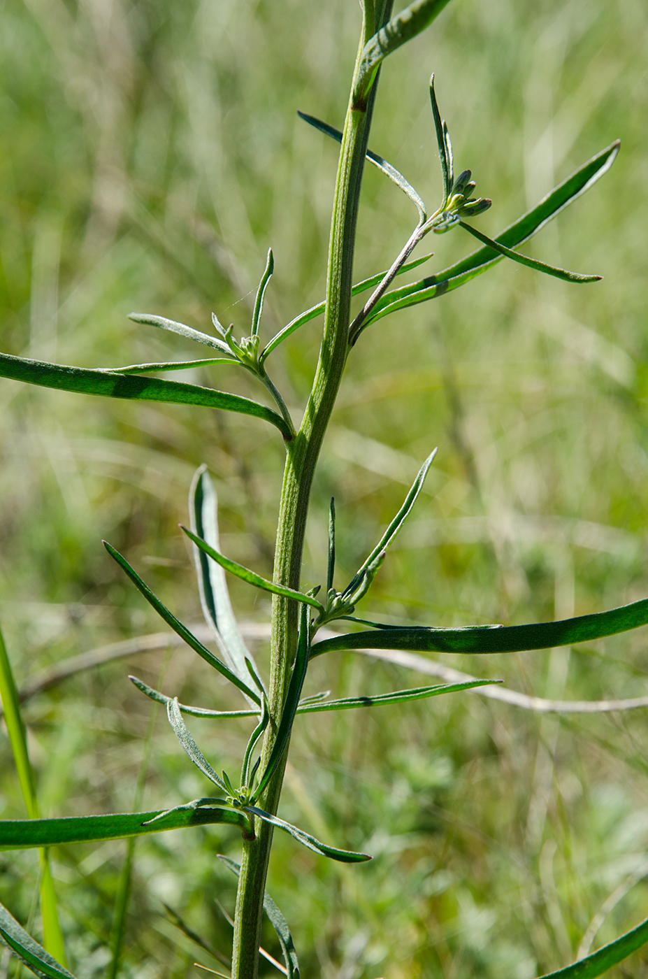 Изображение особи Erysimum canescens.