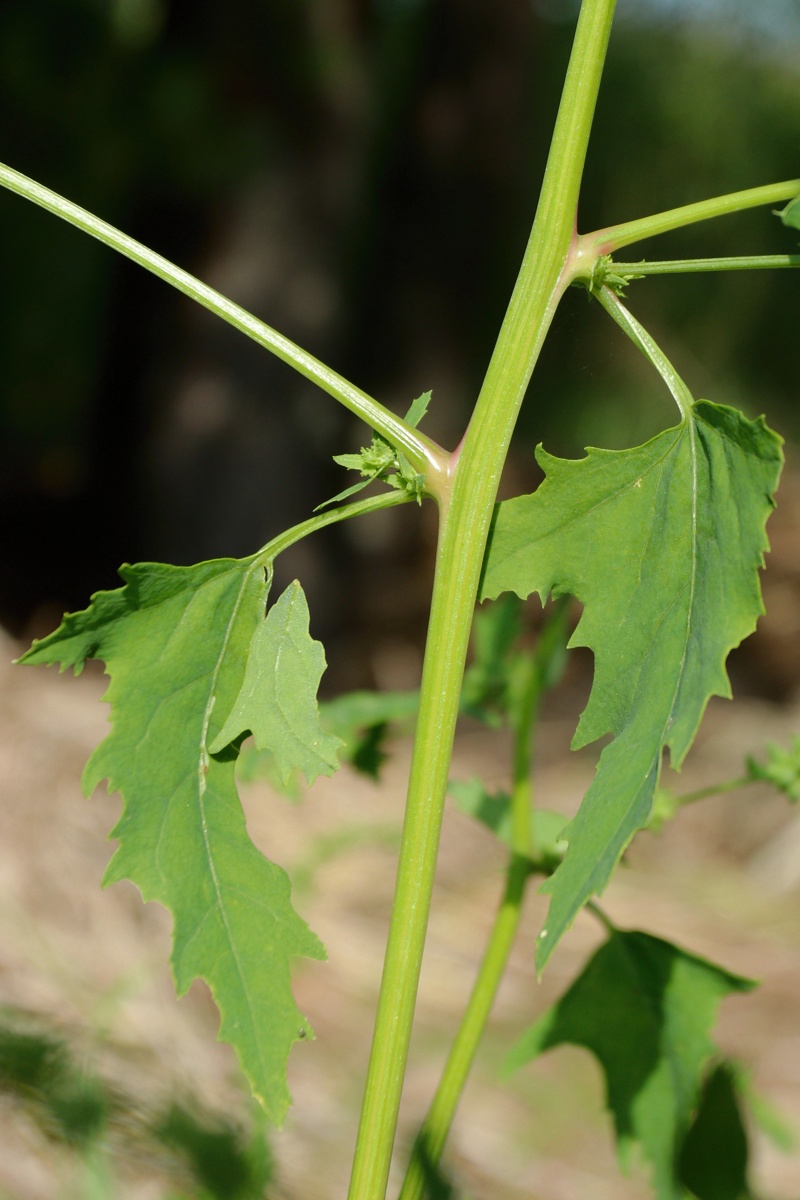 Изображение особи Atriplex calotheca.