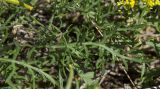 Смотреть изображение семейство Brassicaceae