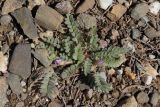 Astragalus sinaicus. Цветущее растение. Крым, окр. Балаклавы, можжевеловое редколесье. 13.04.2025.