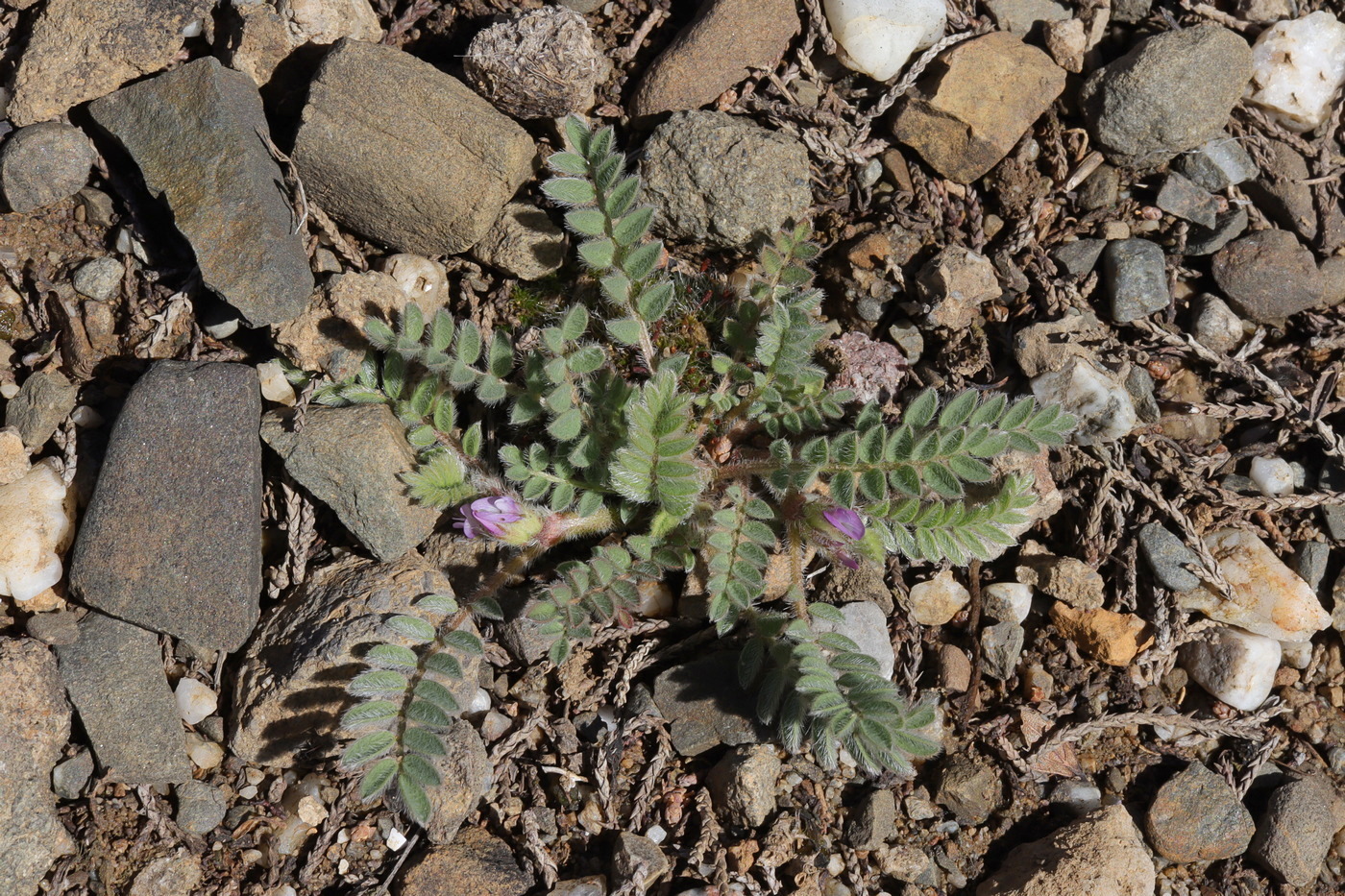 Image of Astragalus sinaicus specimen.
