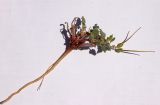 Erodium neuradifolium