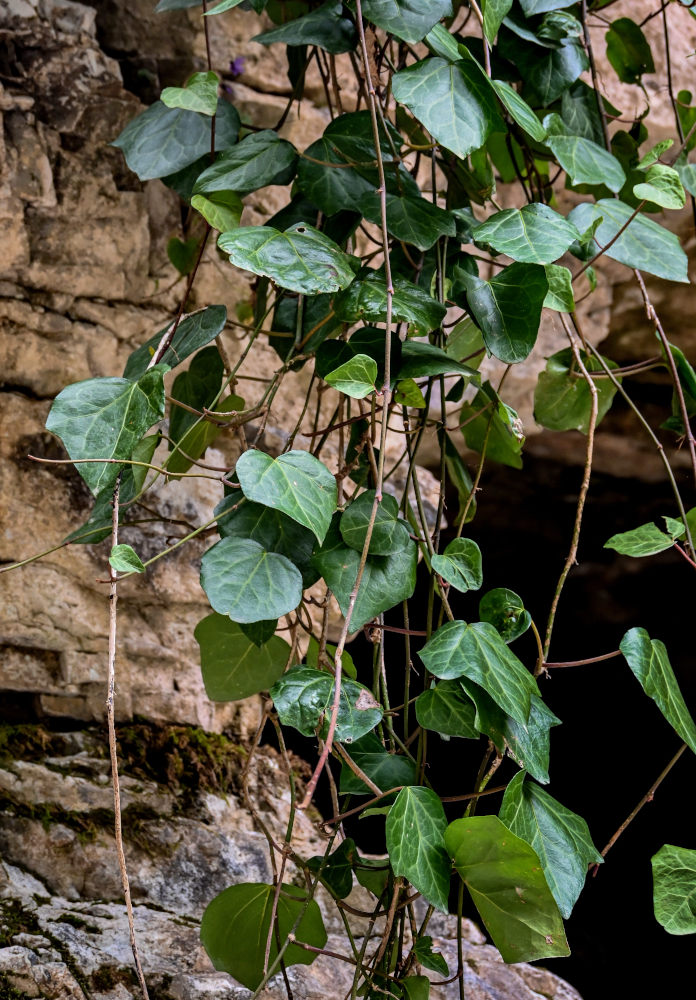 Image of Hedera colchica specimen.