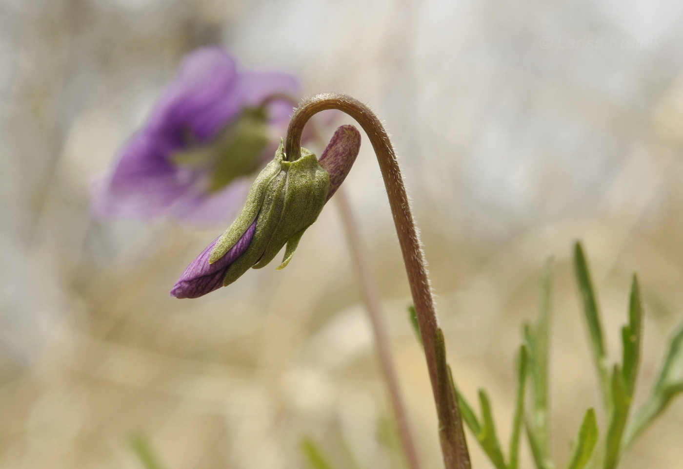 Image of Viola dissecta specimen.