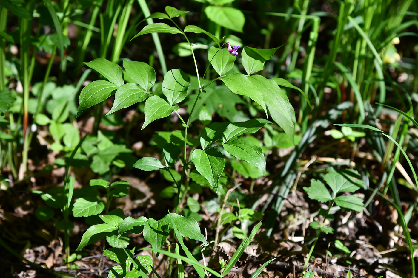Image of Lathyrus vernus specimen.
