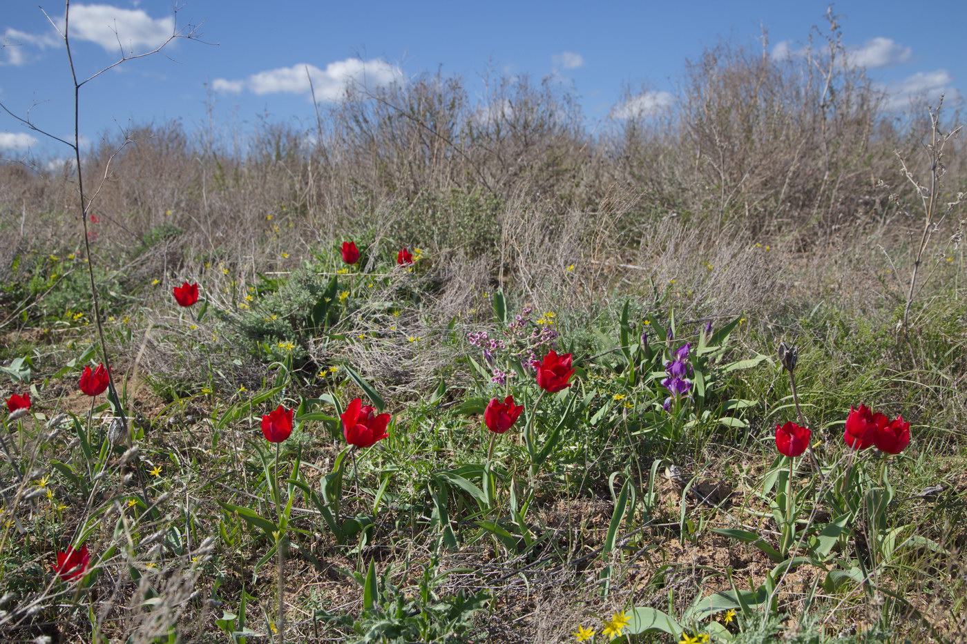 Image of Tulipa suaveolens specimen.