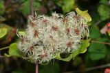 Clematis vitalba. Плоды. Республика Абхазия, г. Сухум. 26.08.2009.