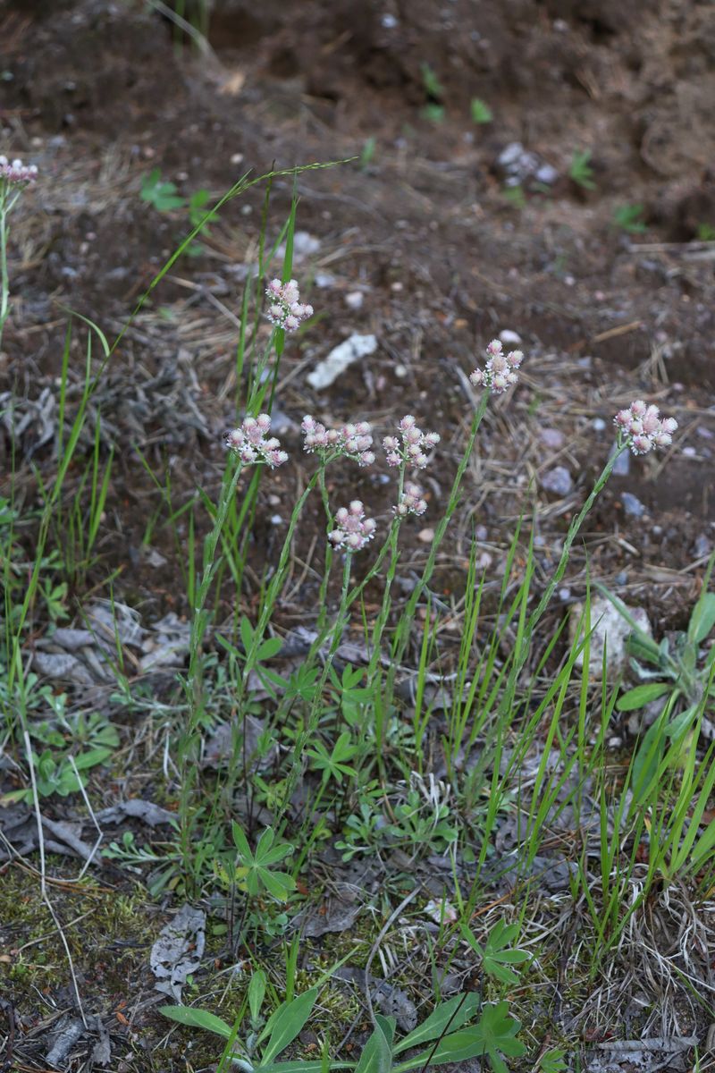 Image of Antennaria dioica specimen.